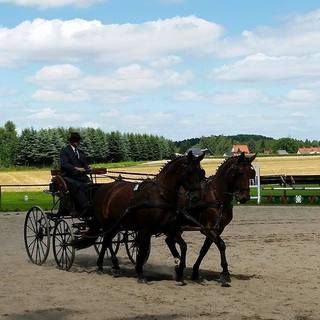 Sächs. Reit- und Fahrverein Waldenburg e.V.