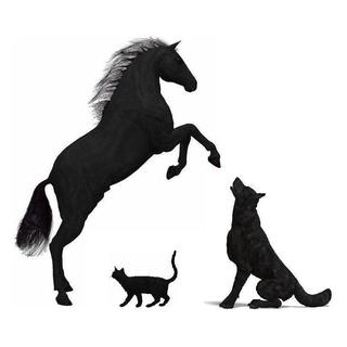 Tierschutzverein Arnstadt e. V.