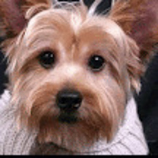 Yorkshire-Hilfe e.v.