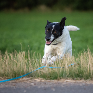 Hundesportverein Stotternheim e.V.