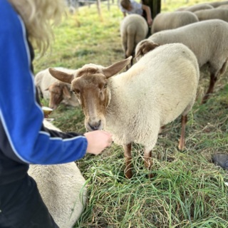 Fliegende Bauten - Schulen in Arbeit e. V.